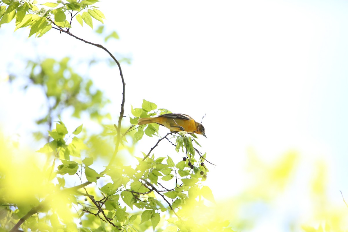 Baltimore Oriole - Monica Lee