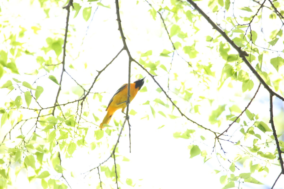 Baltimore Oriole - Monica Lee