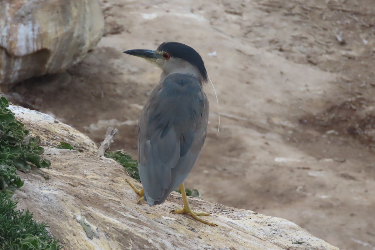 Black-crowned Night Heron - David Brinkman