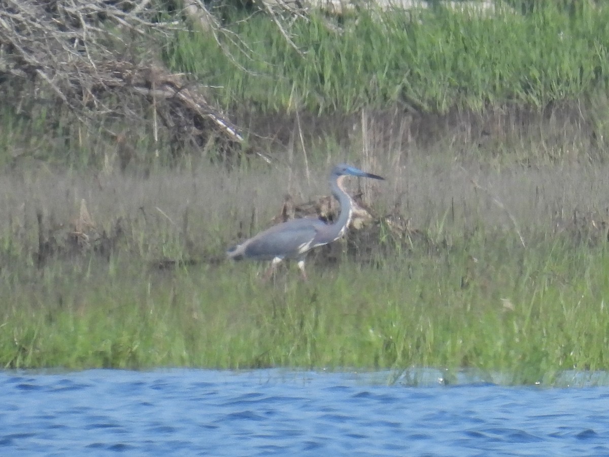 Tricolored Heron - Cindy Leffelman