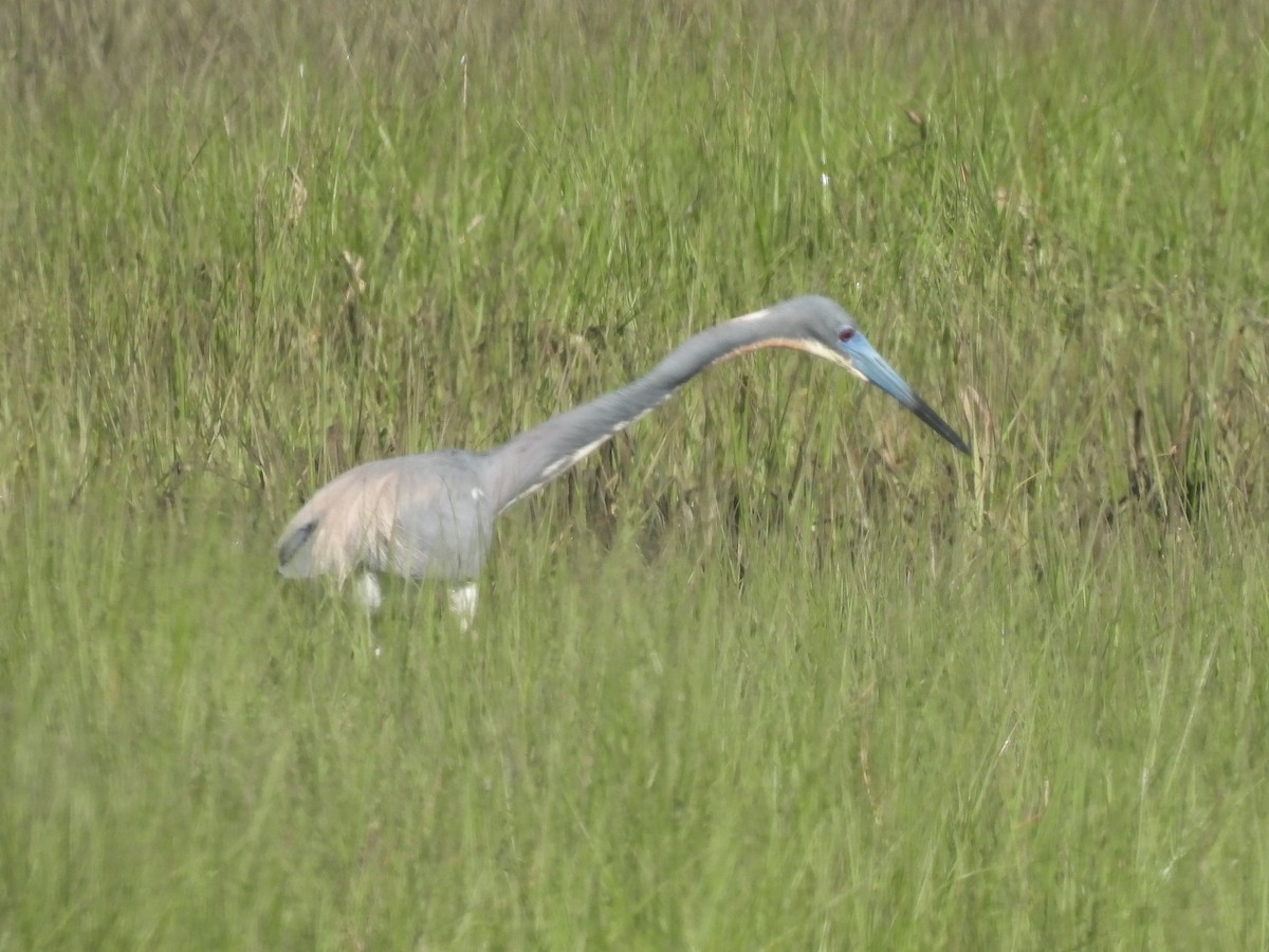 Tricolored Heron - Cindy Leffelman