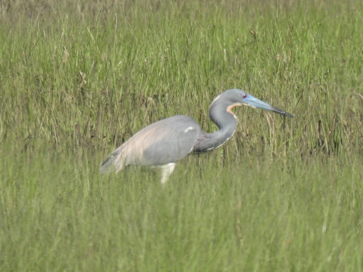 Tricolored Heron - Cindy Leffelman