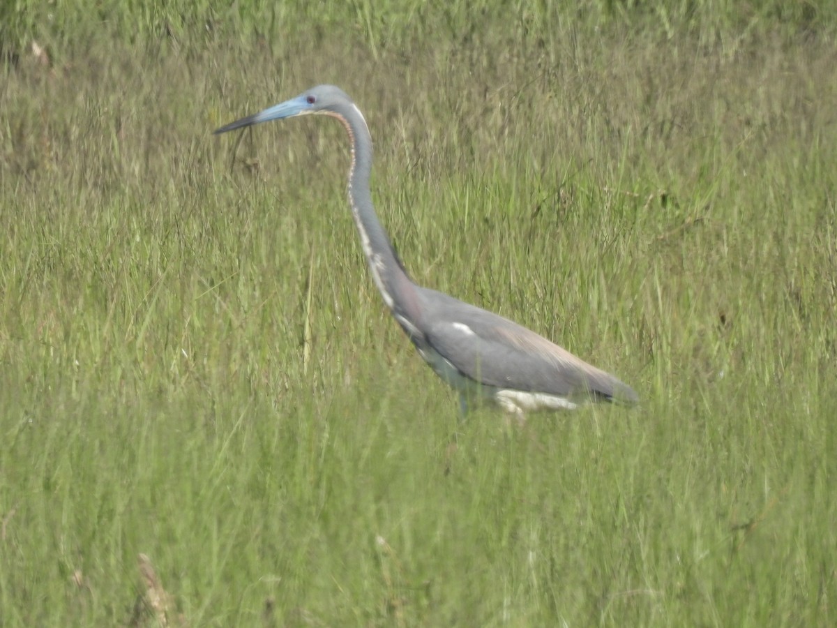 Tricolored Heron - Cindy Leffelman