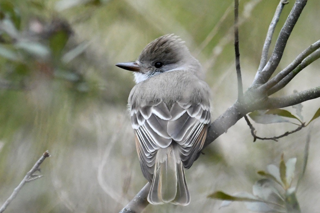 Ash-throated Flycatcher - Marshall Brown