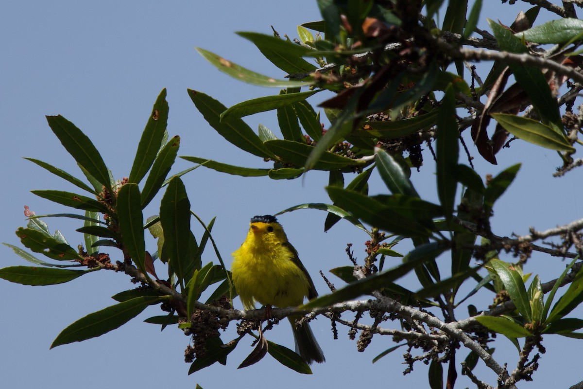 Wilson's Warbler - ML619465105