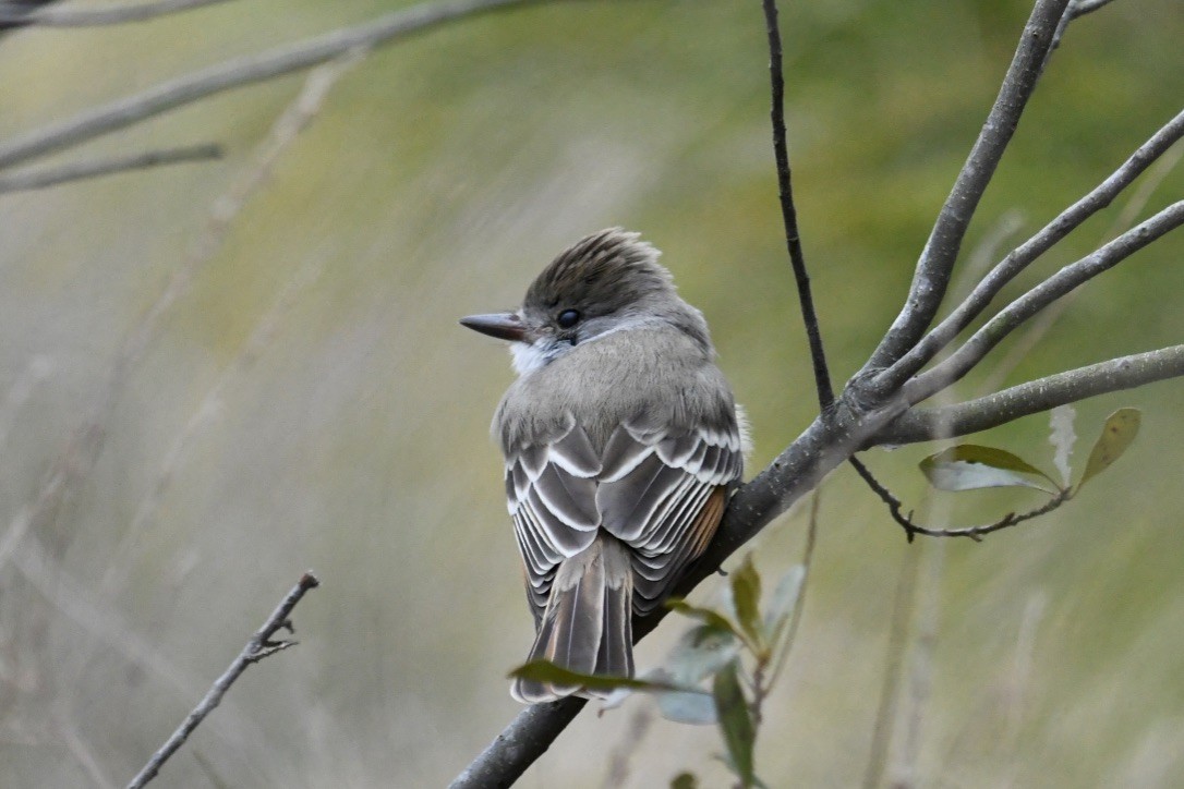 Ash-throated Flycatcher - Marshall Brown