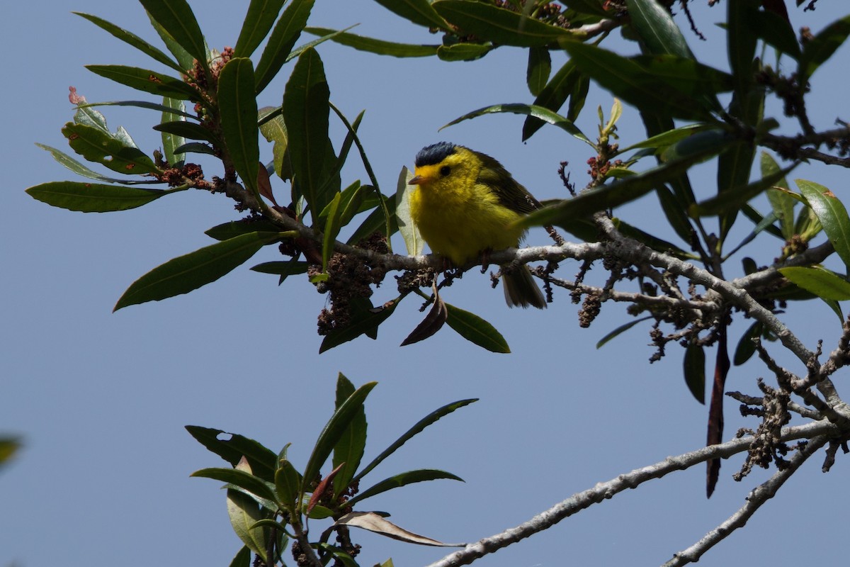 Wilson's Warbler - ML619465111