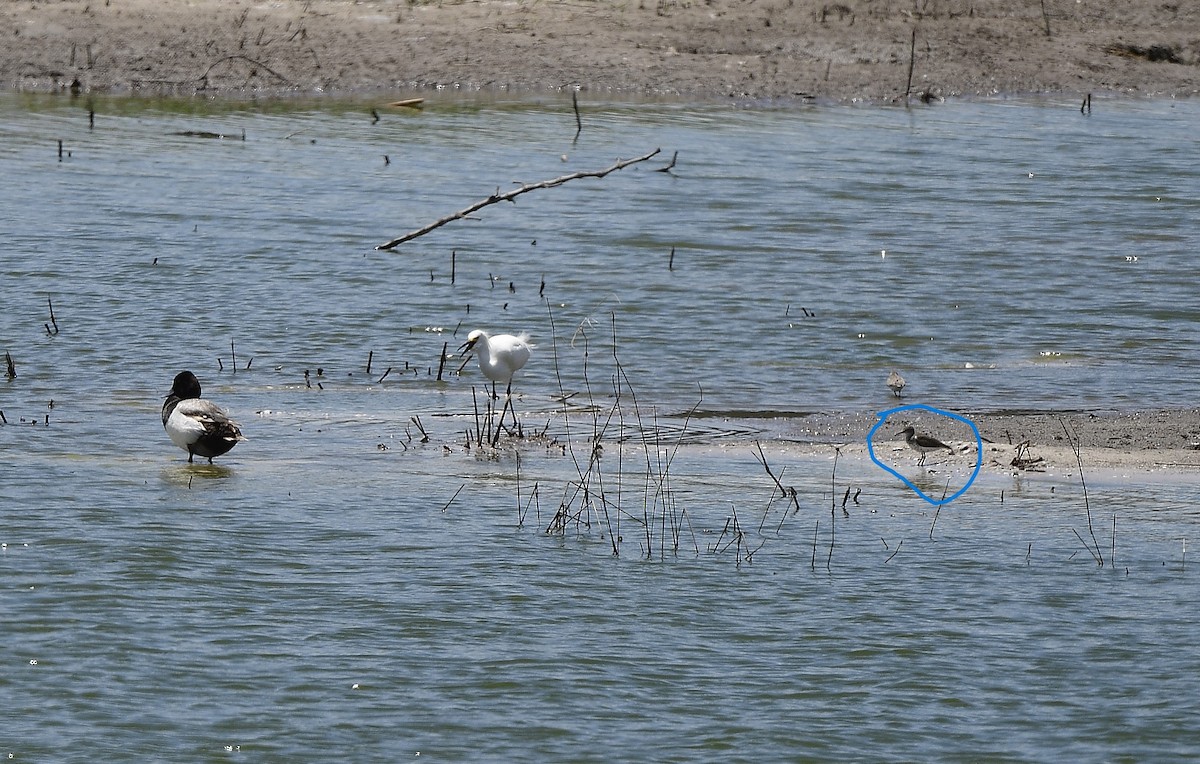 Spotted Sandpiper - JoAnna Clayton