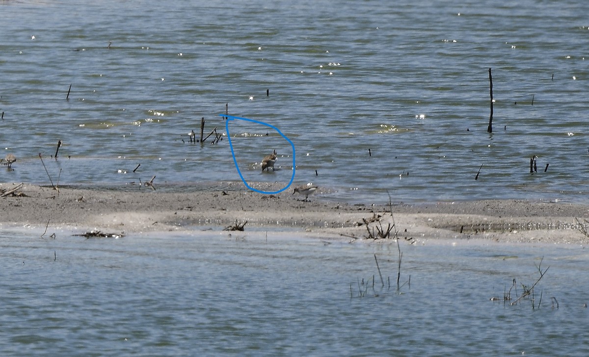 White-rumped Sandpiper - JoAnna Clayton