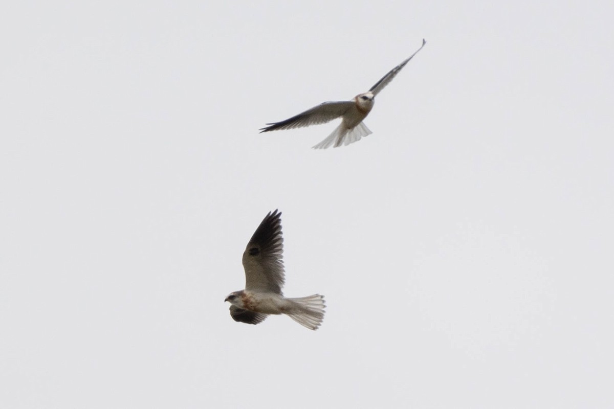 White-tailed Kite - Thomas Van Huss
