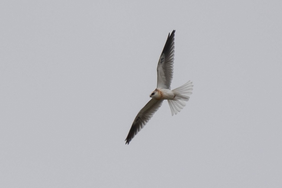 White-tailed Kite - Thomas Van Huss