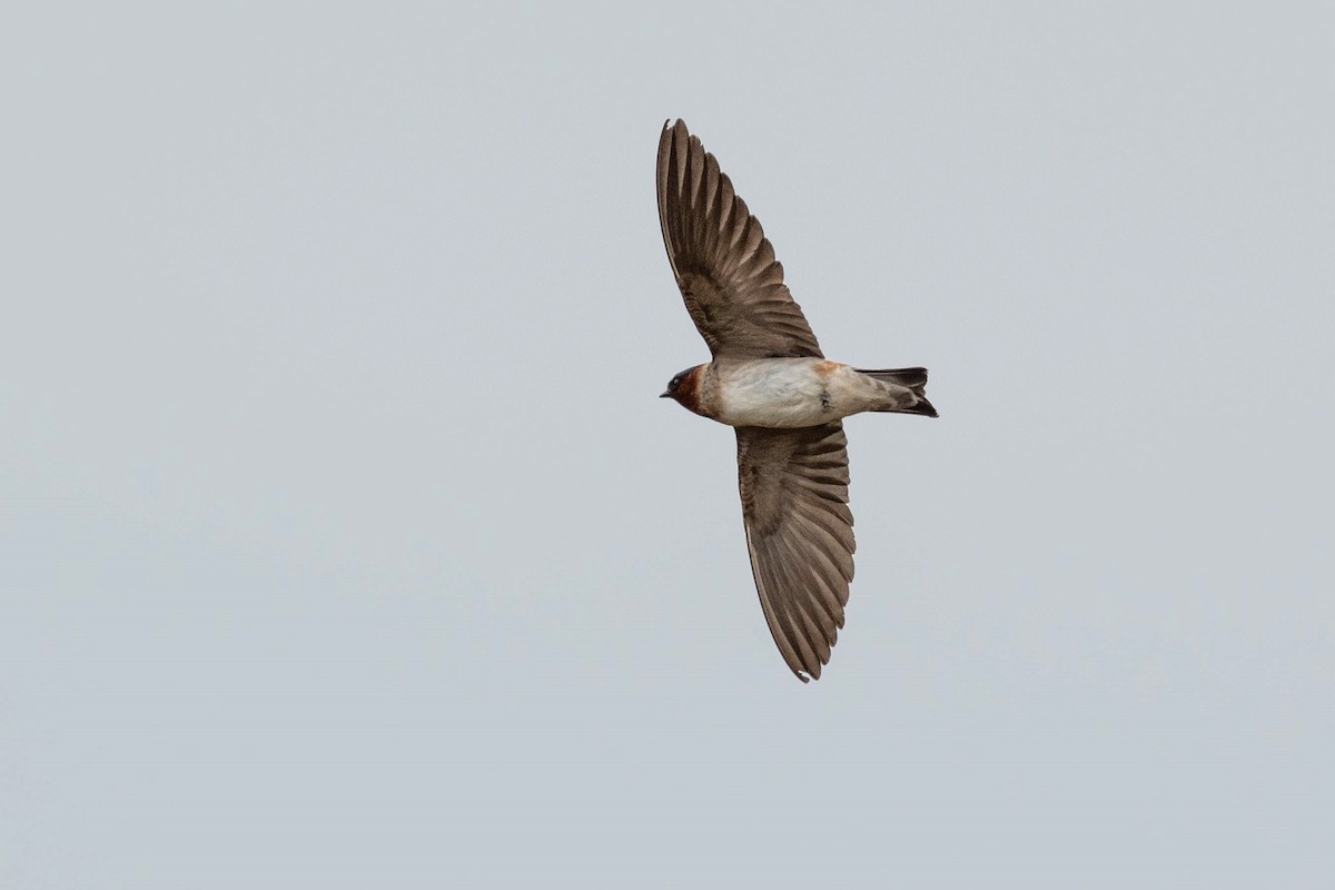 Cliff Swallow - Thomas Van Huss