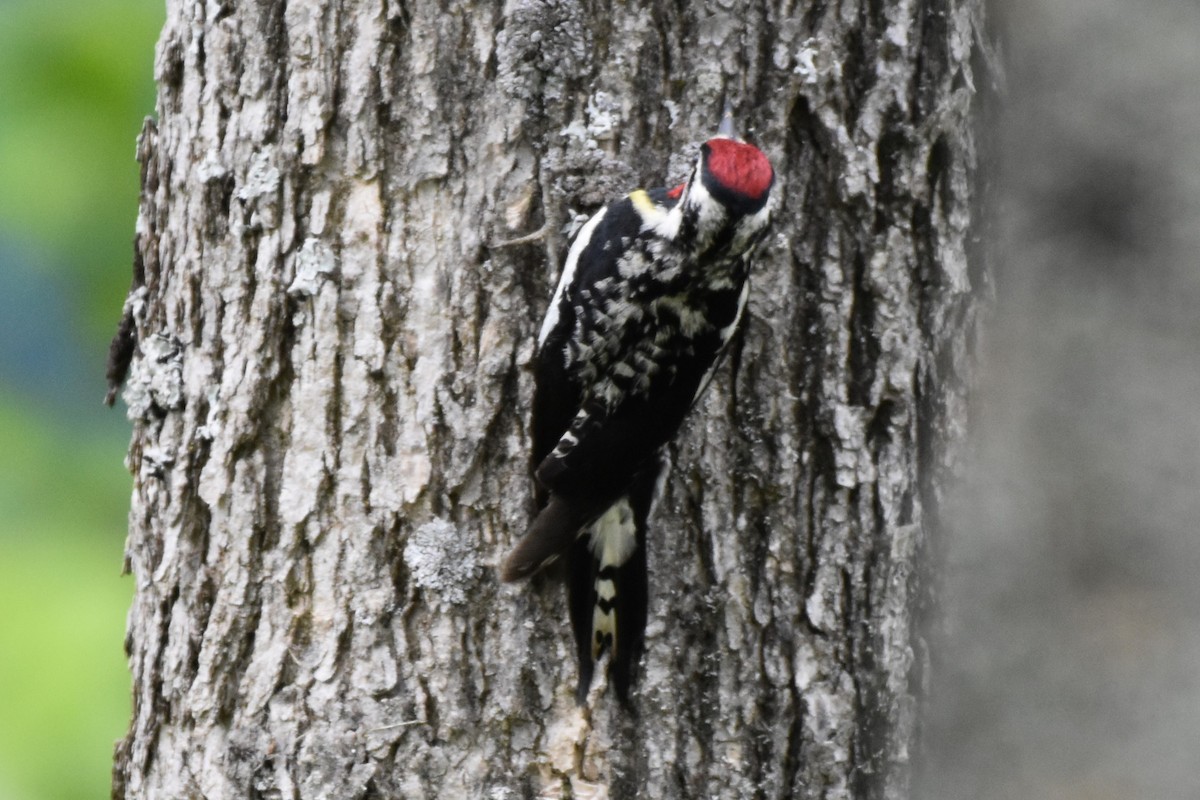 Yellow-bellied Sapsucker - Garry Waldram