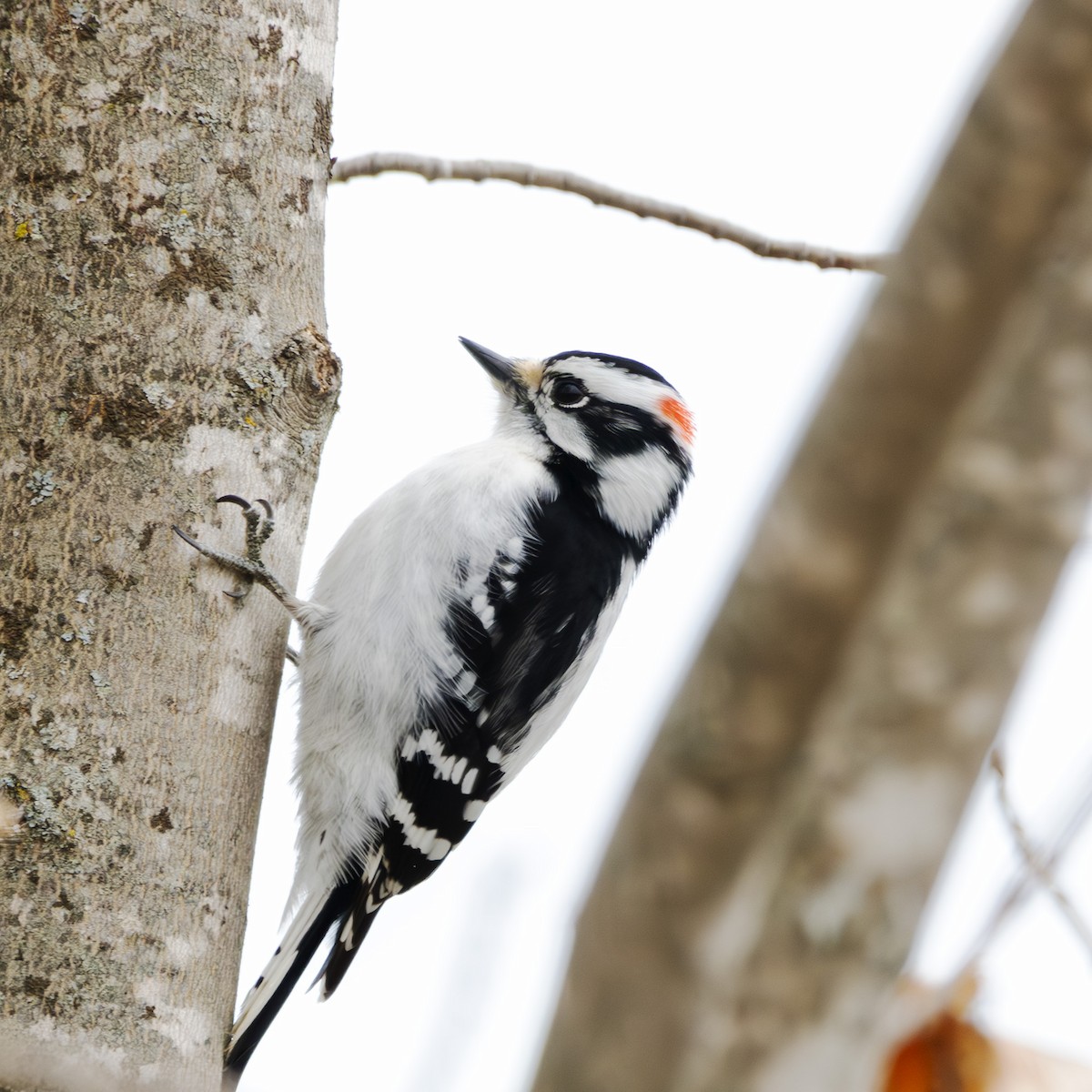 Downy Woodpecker - Albert Picard