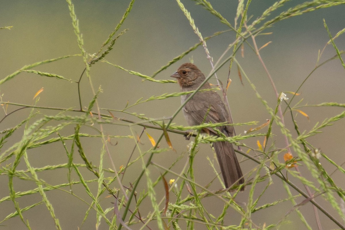 California Towhee - Thomas Van Huss