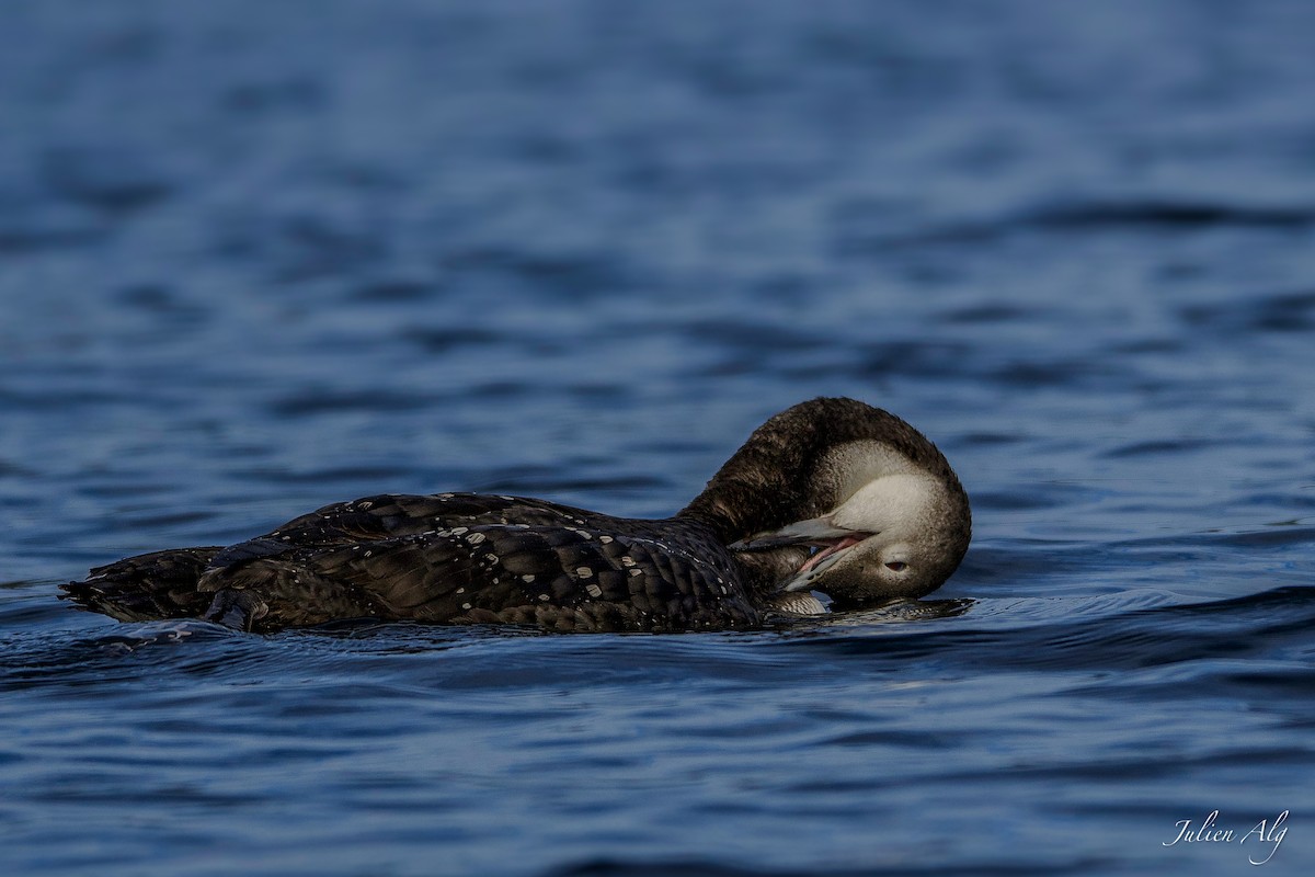 Common Loon - Julien Allègre