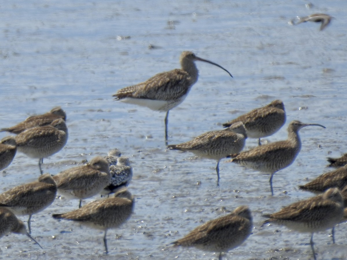 Eurasian Curlew - ML619465166