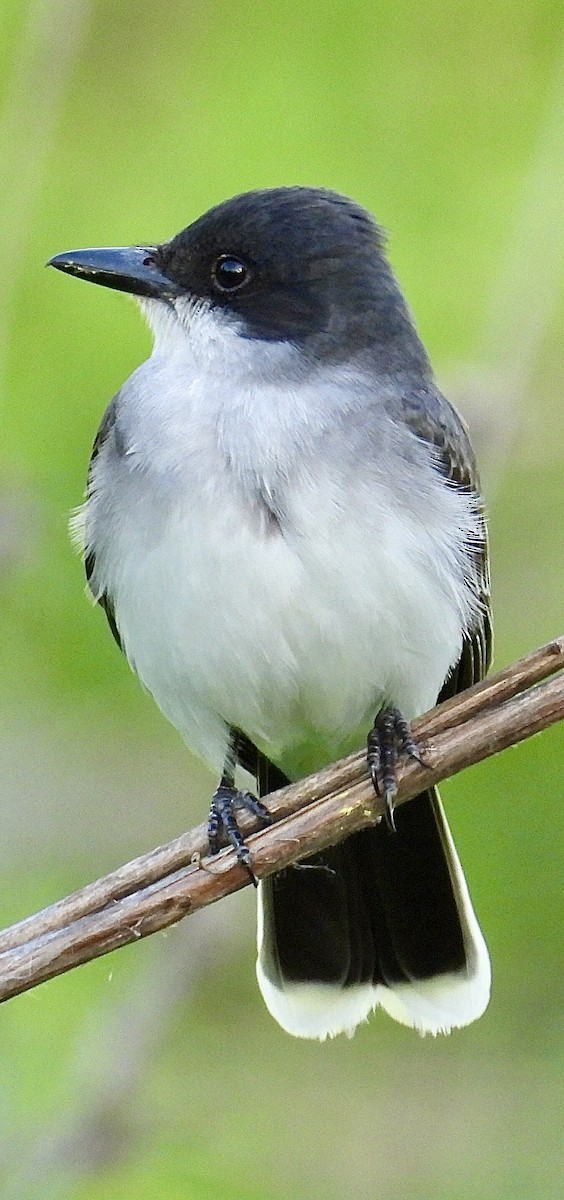 Eastern Kingbird - Isaac Petrowitz