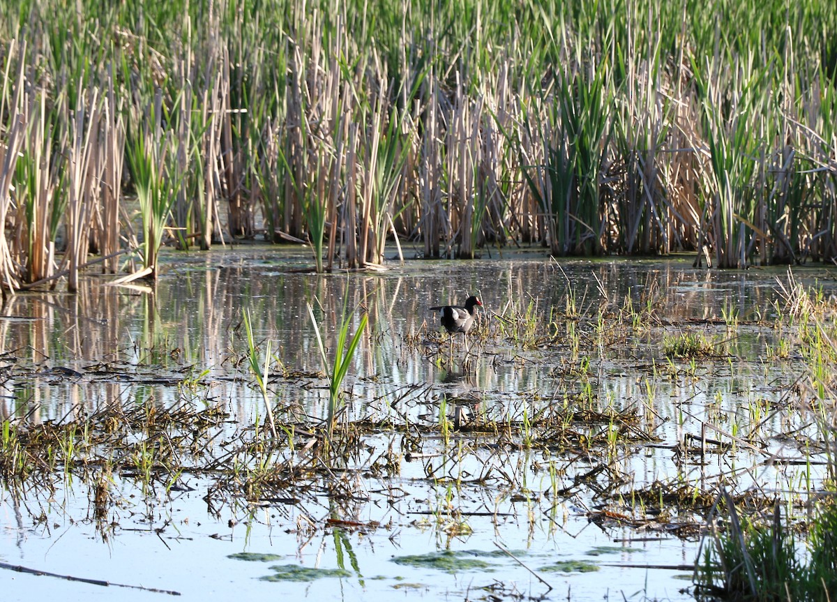 Common Gallinule - Lisa Maier