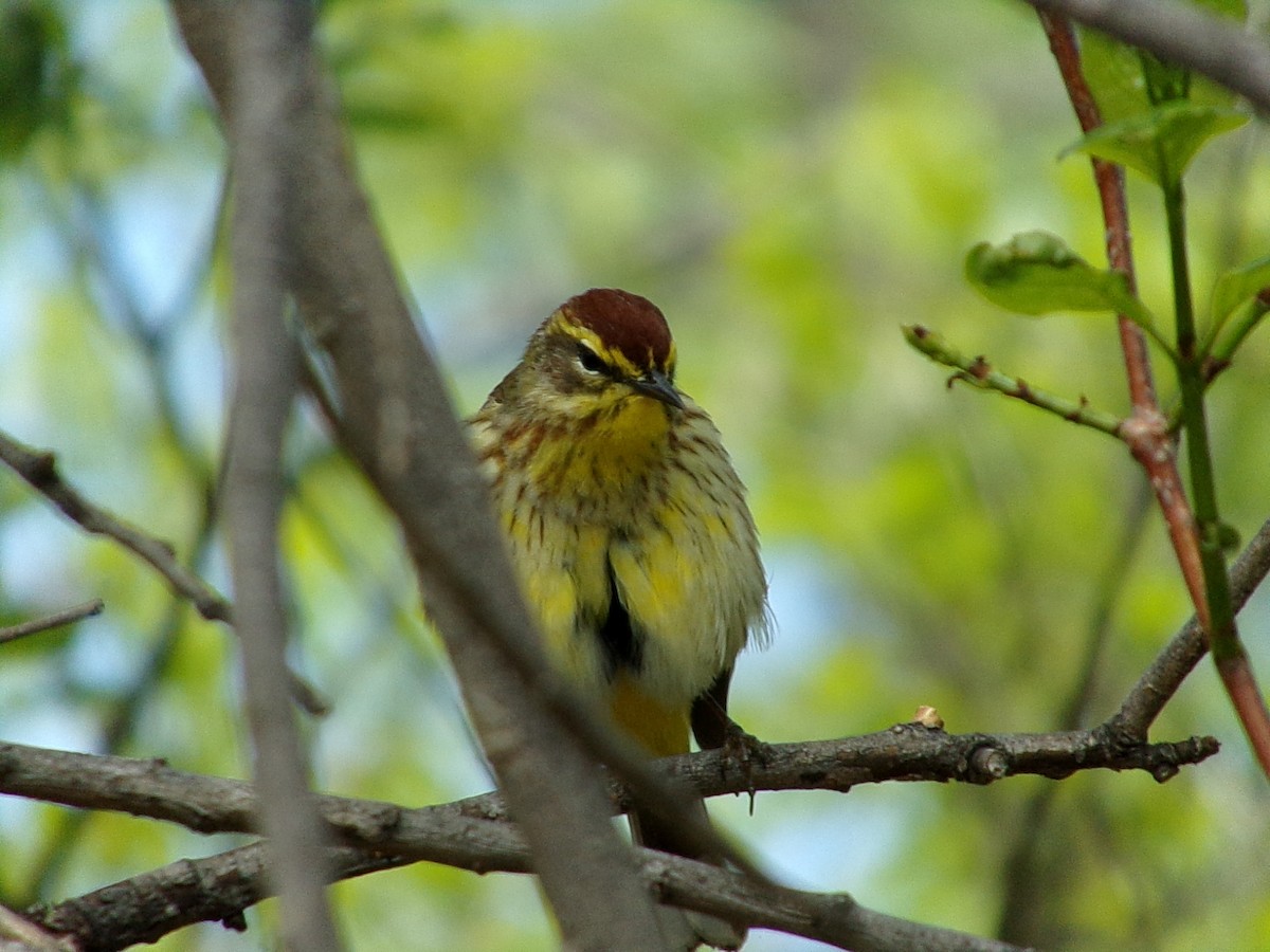 Palm Warbler - Connor Daugherty