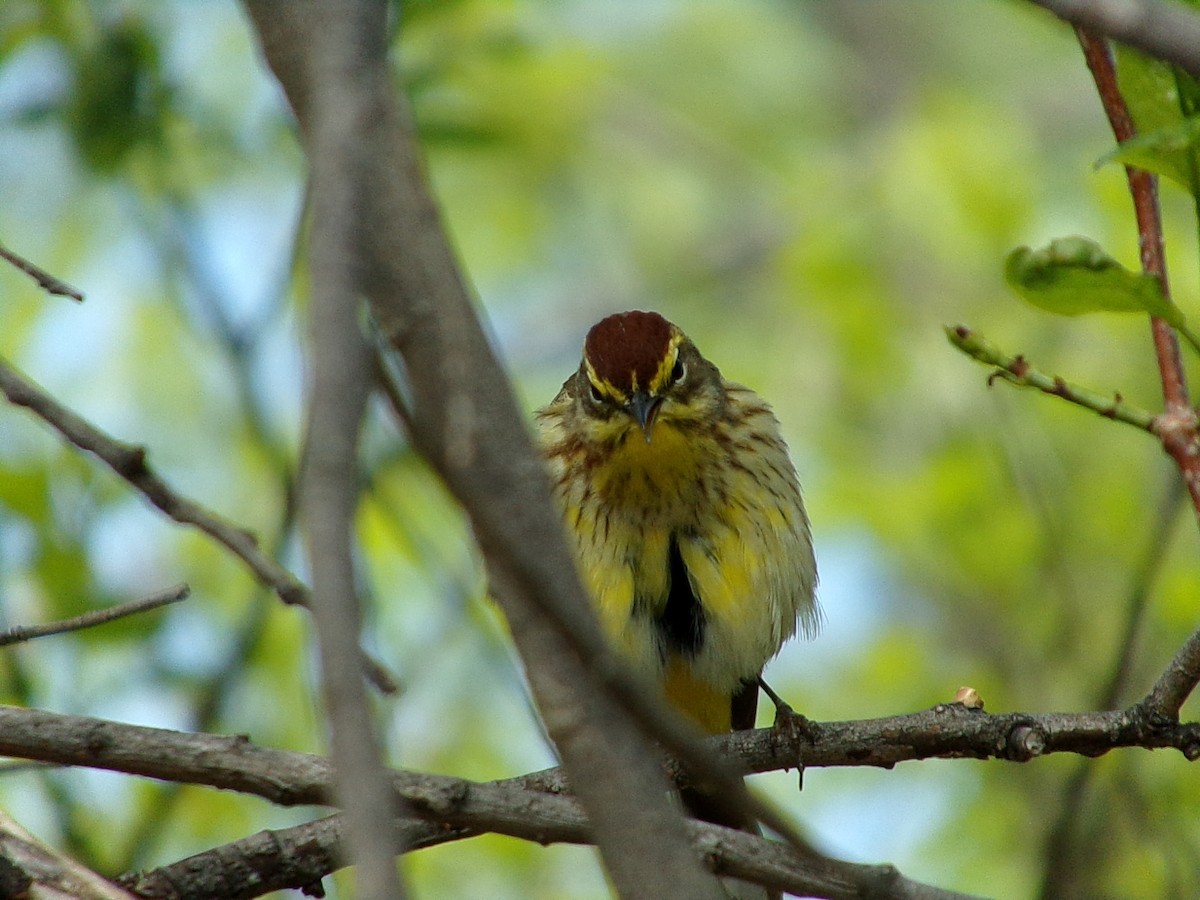 Palm Warbler - Connor Daugherty