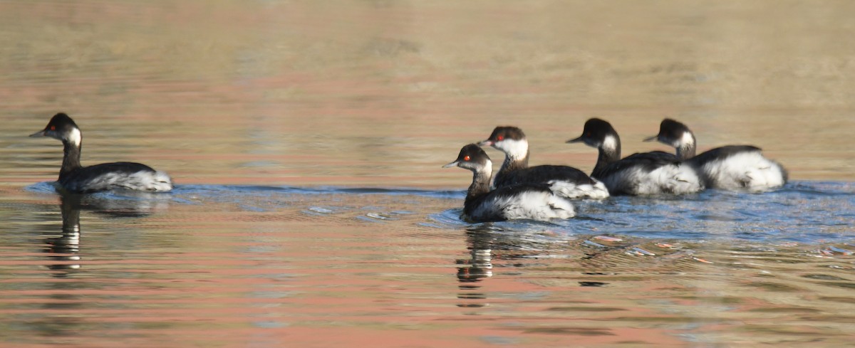 Eared Grebe - ML619465183