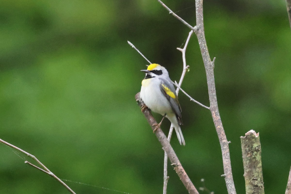 Golden-winged Warbler - Stan Chapman