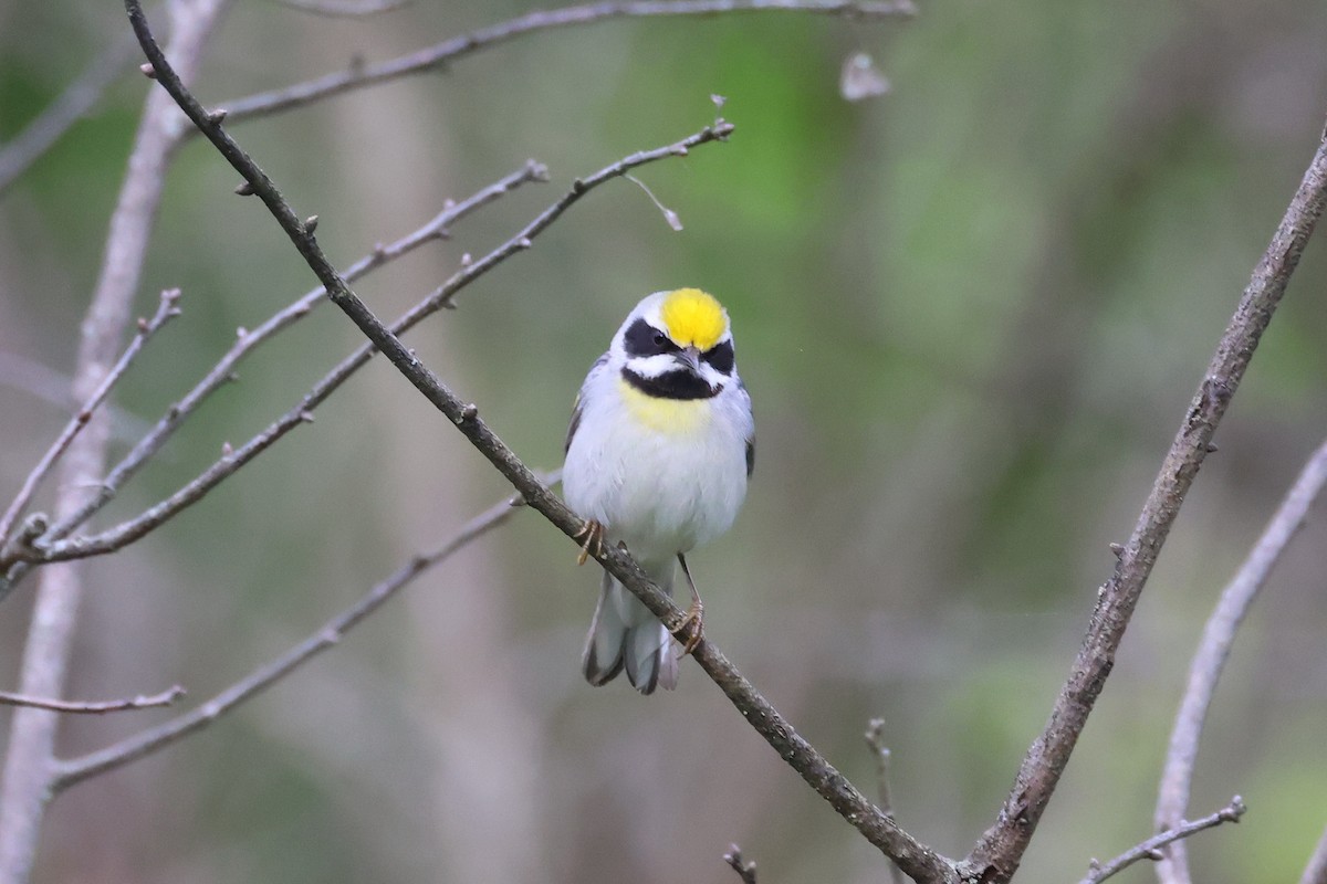 Golden-winged Warbler - Stan Chapman