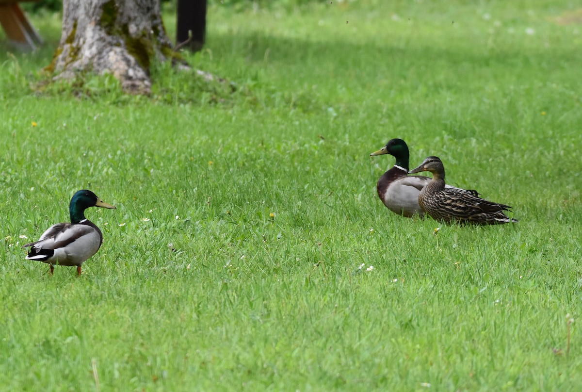 Mallard - Garry Waldram