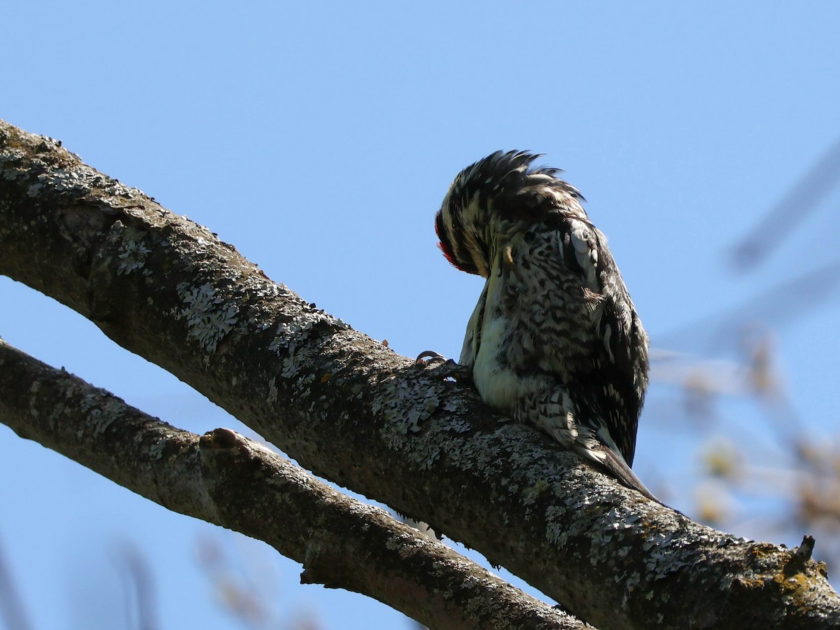 Yellow-bellied Sapsucker - Alexandrine Fontaine-Tardif