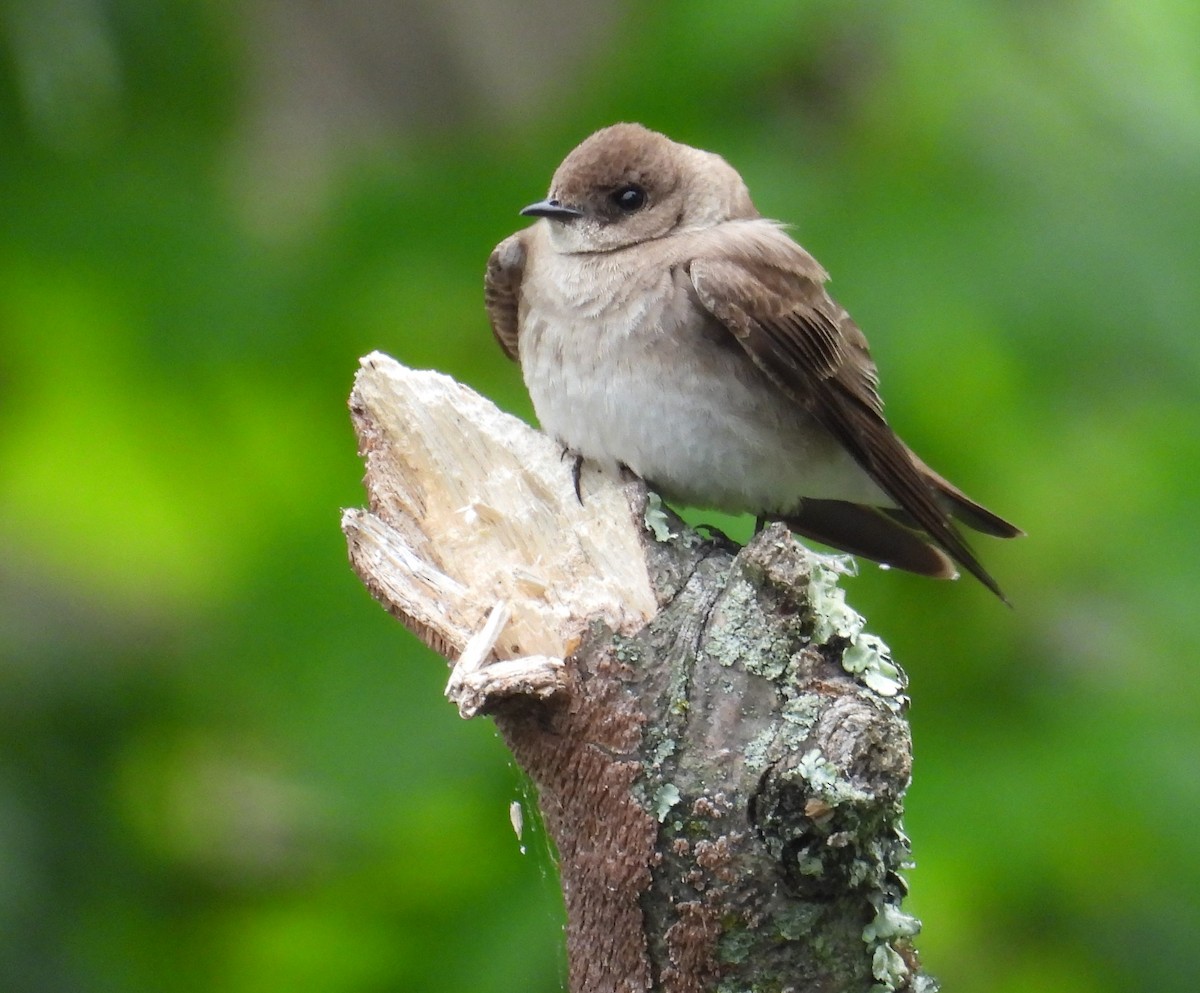 Northern Rough-winged Swallow - Jennifer Percival