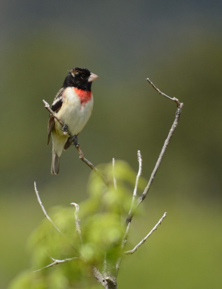 Rose-breasted Grosbeak - ML619465211