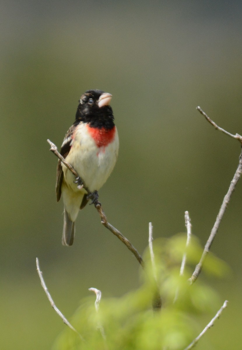 Rose-breasted Grosbeak - ML619465212