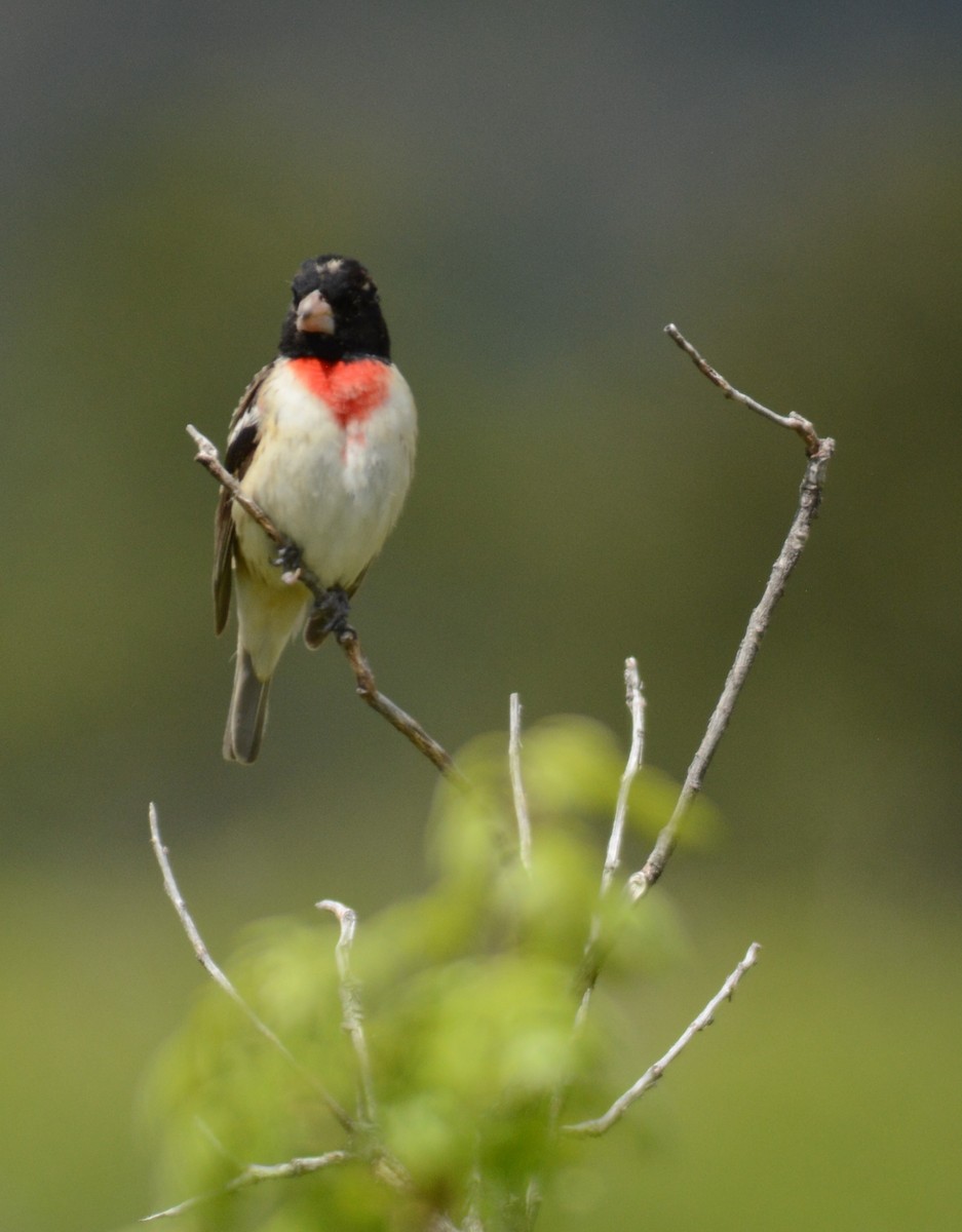 Rose-breasted Grosbeak - ML619465213