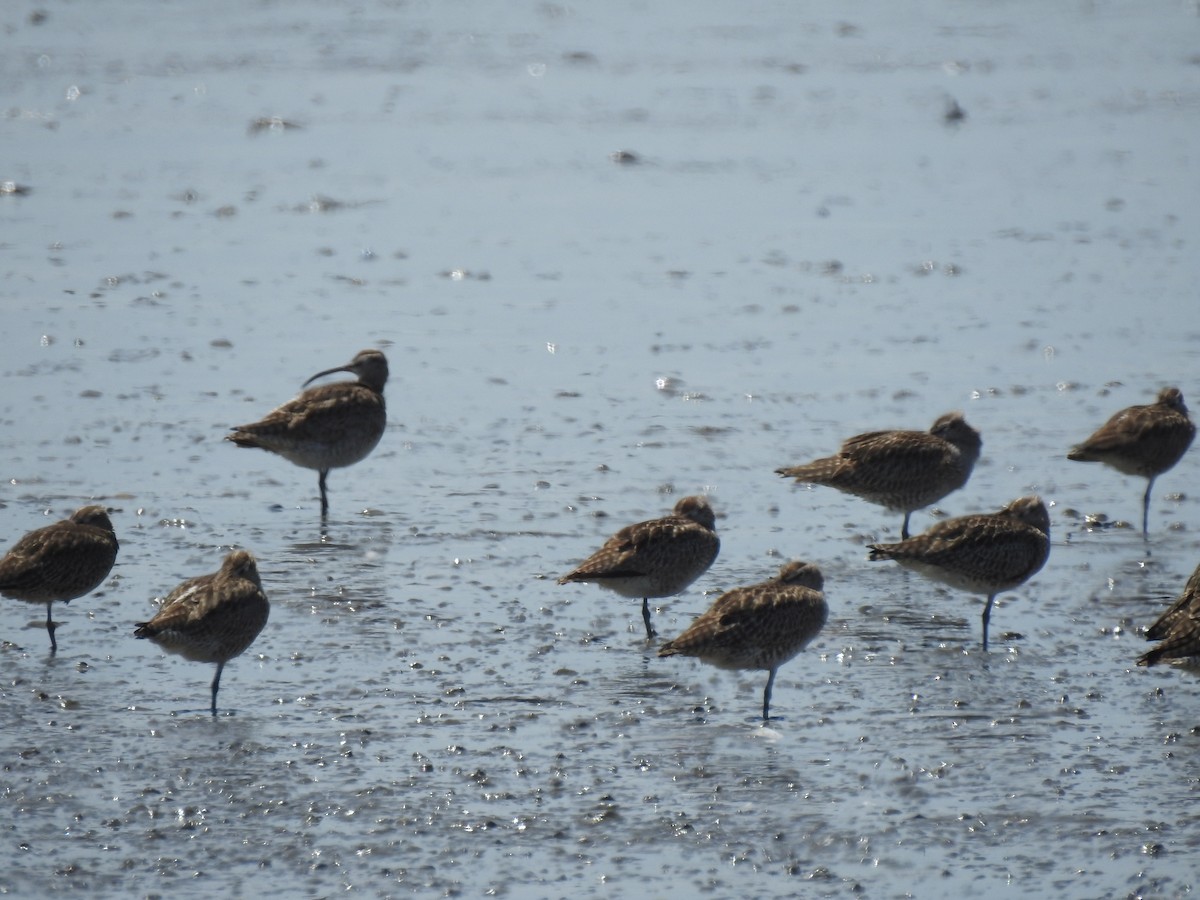 Whimbrel - Craig Jackson