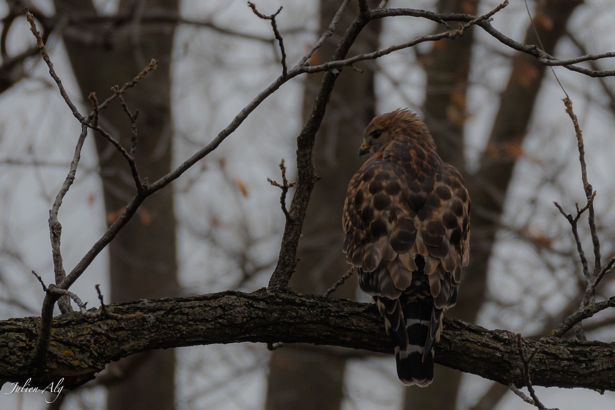 Red-shouldered Hawk - Julien Allègre