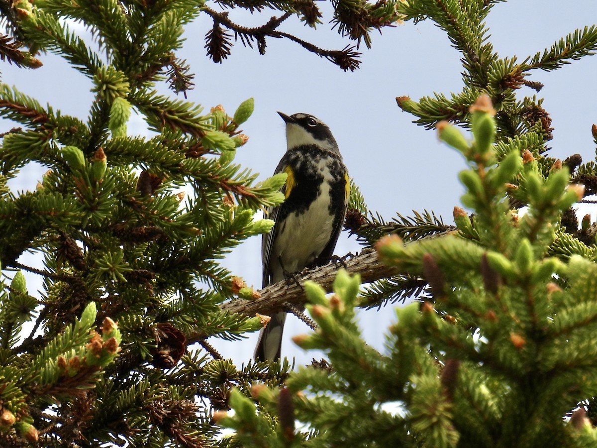 Yellow-rumped Warbler - Jeanne Tucker