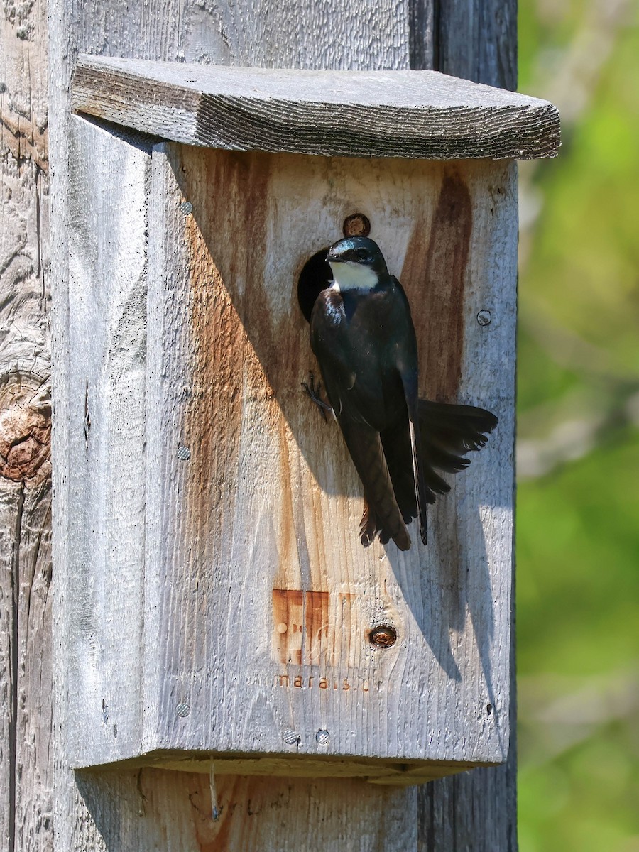 Tree Swallow - Alexandrine Fontaine-Tardif