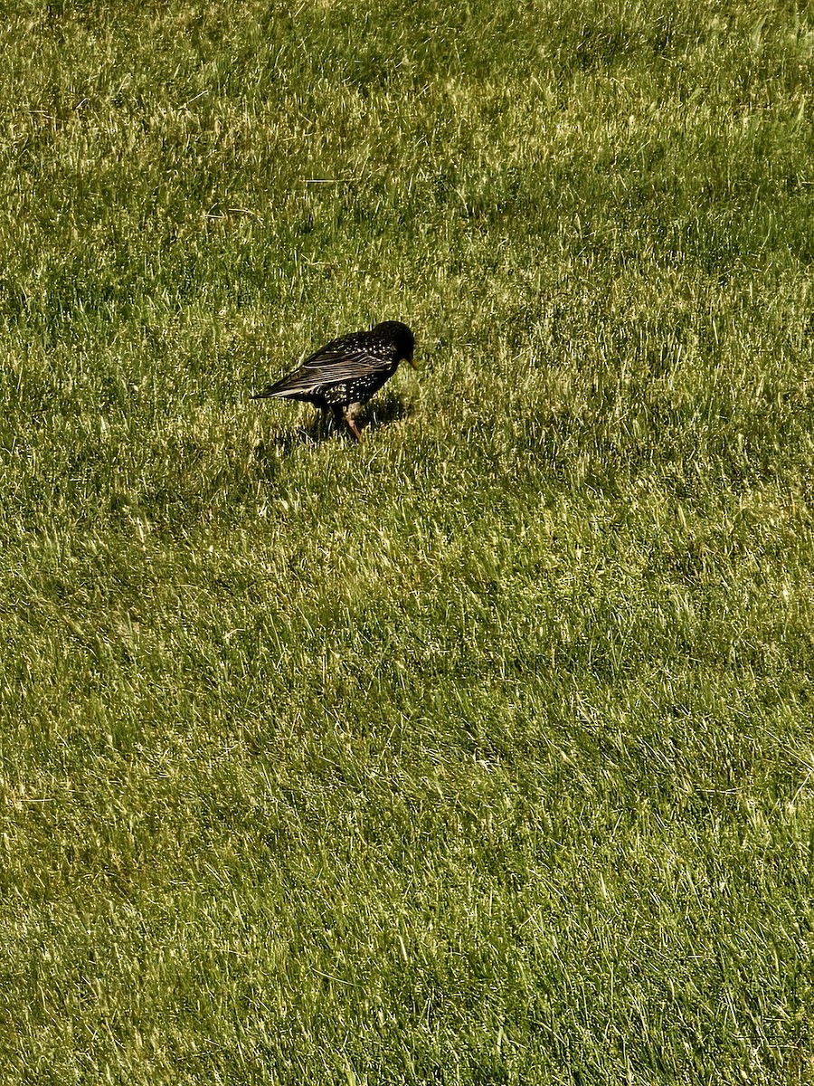 European Starling - Joao Faustino