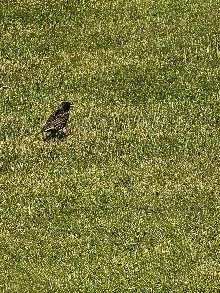 European Starling - Joao Faustino