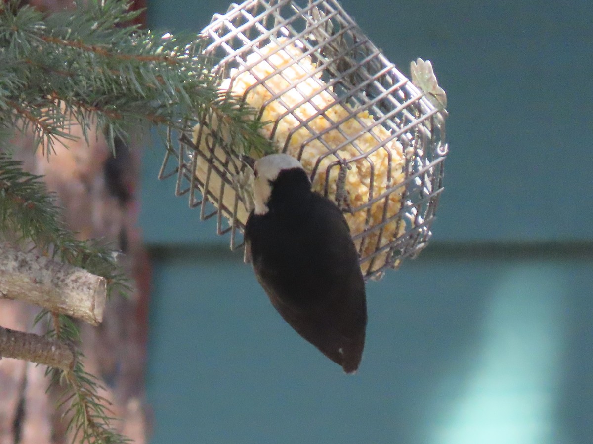 White-headed Woodpecker - Donna Bray