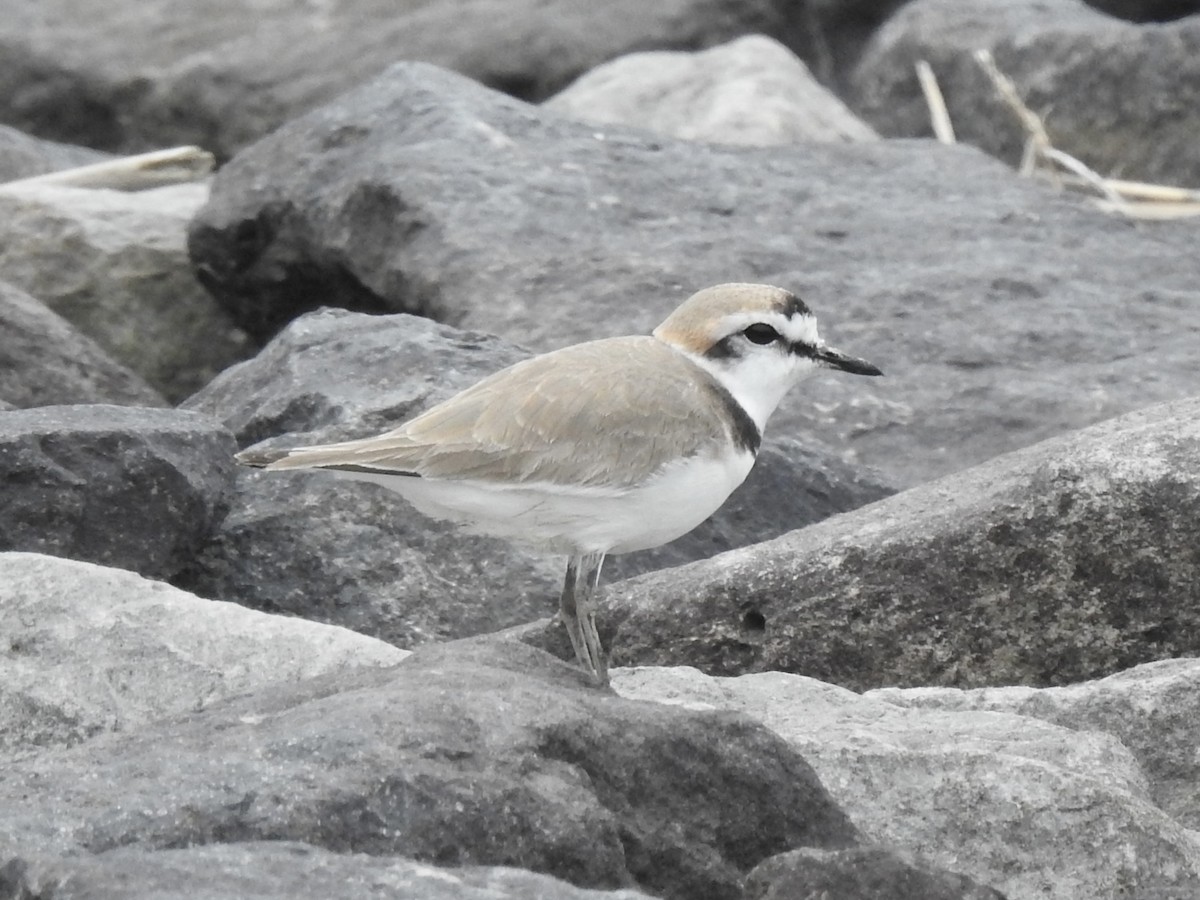 Kentish Plover - Craig Jackson