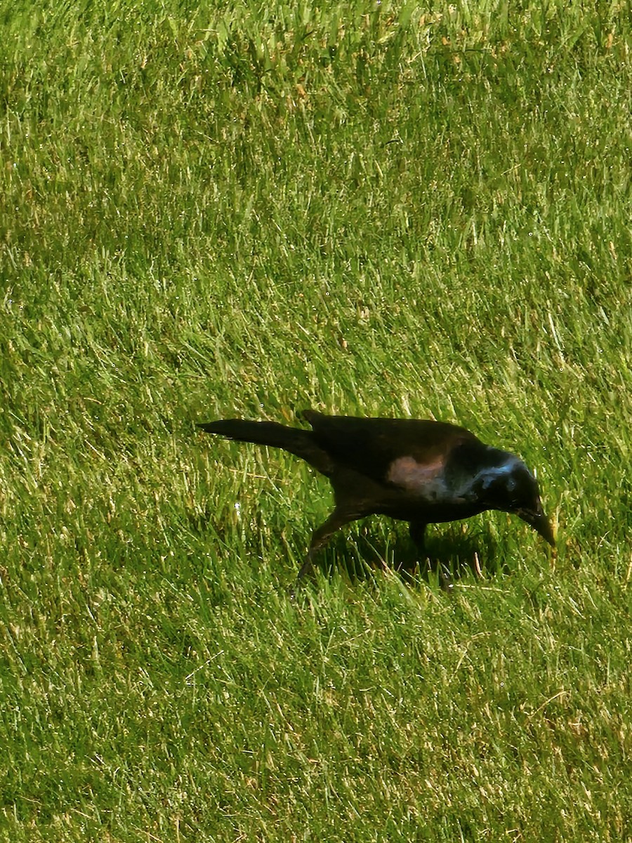 Common Grackle - Joao Faustino