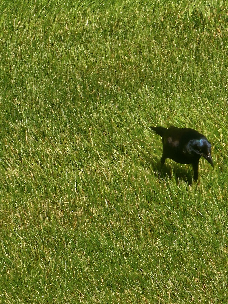 Common Grackle - Joao Faustino