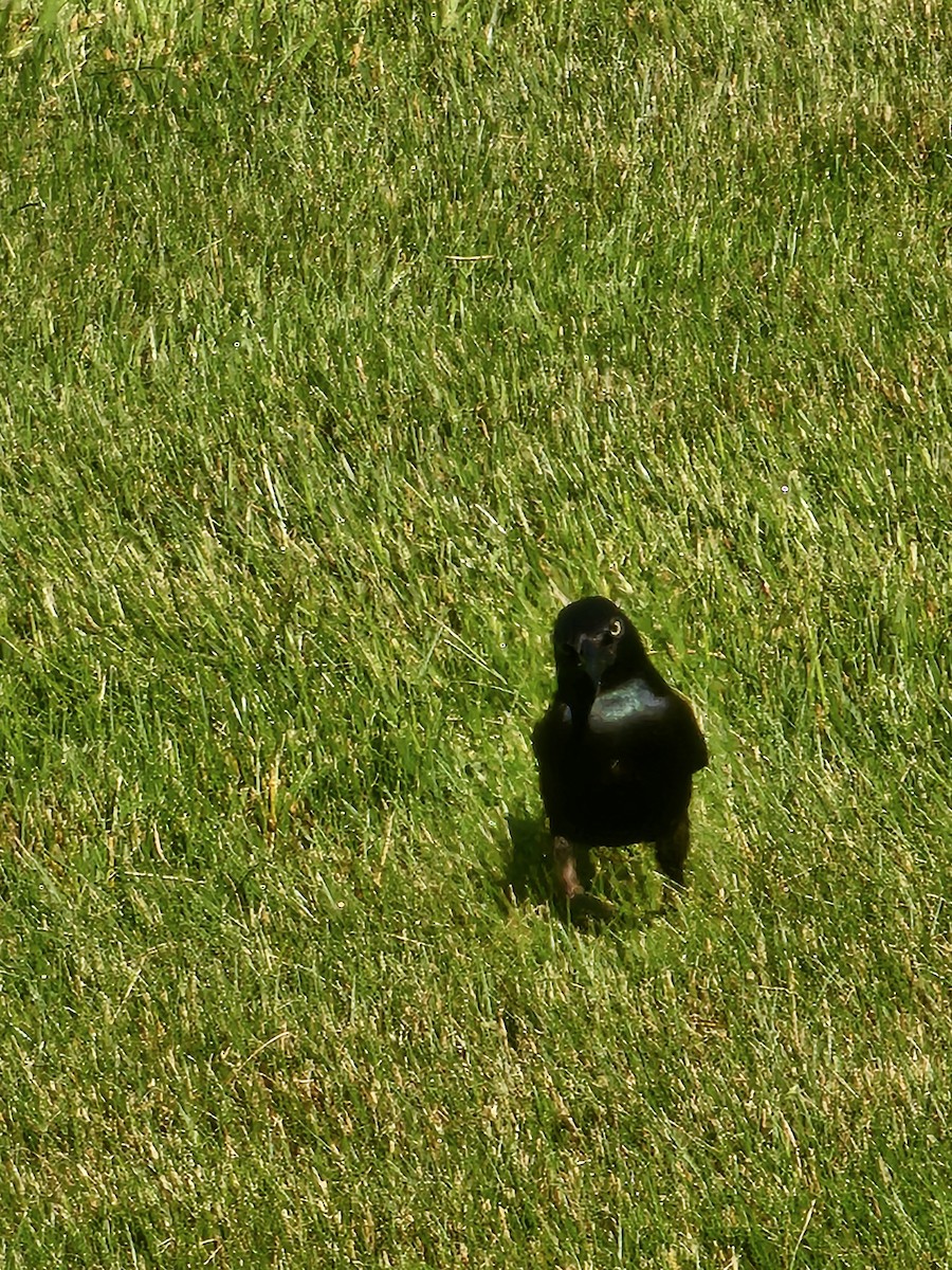 Common Grackle - Joao Faustino