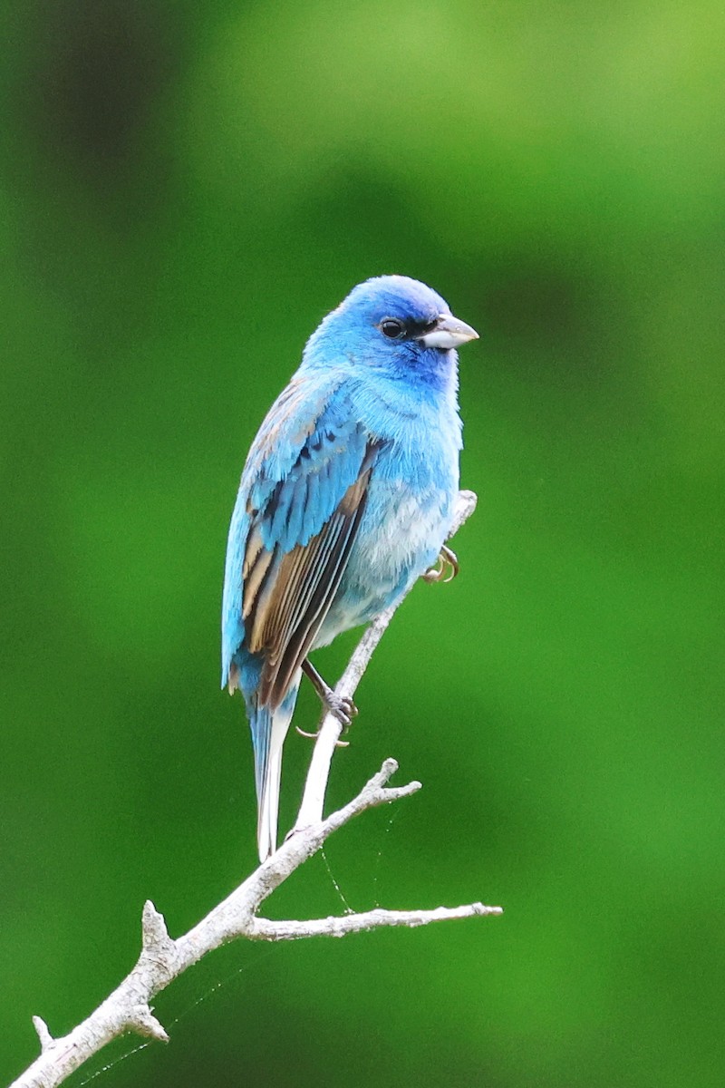 Indigo Bunting - Stan Chapman