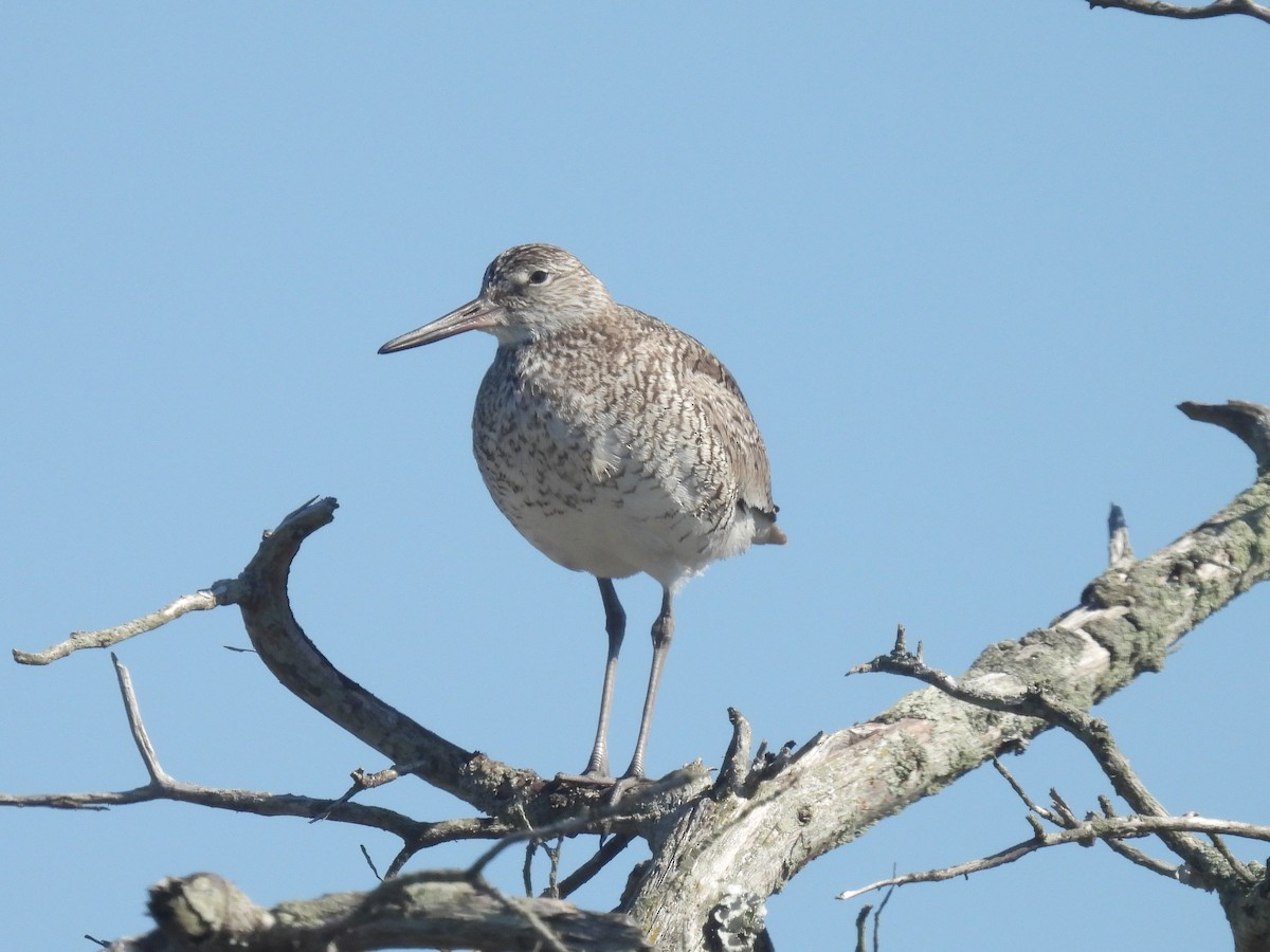 Willet - Cindy Leffelman