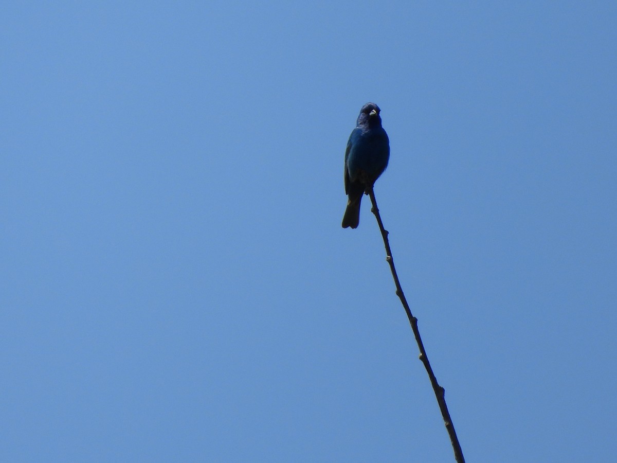 Indigo Bunting - ML619465254