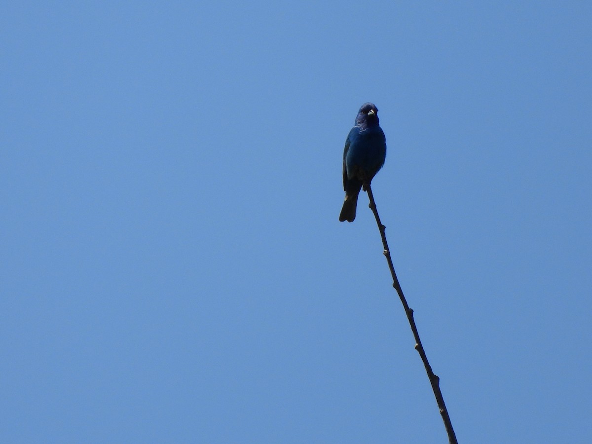 Indigo Bunting - Sam Ivande