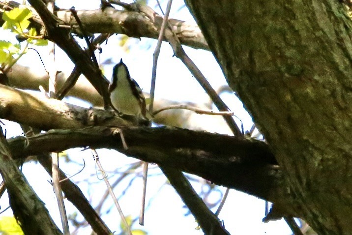 Chestnut-sided Warbler - Monica Lee